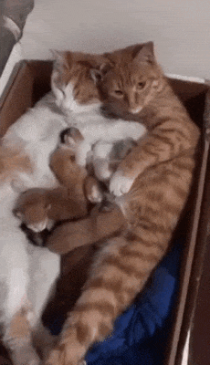 Cute Cats Family