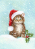 Merry Christmas - Cute Kitten