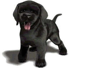 Cute Black Puppy