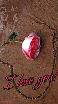 I Love You! -- Rose on the beach❤