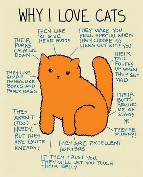 Why I Love Cats