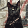 Black Cat with Nail File