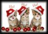 Christmas  Kittens Ho! Ho! Ho!