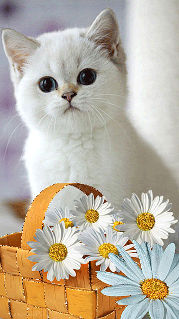 Cute White Kitten and Flowers