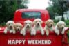 Happy Weekend -- Cute Puppies