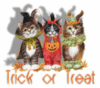 Trick or Treat -- Cute Cats
