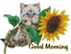 Good Morning -- Cute Kitten and Sunflower