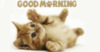 Good Morning -- Cute Kitten