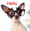 Hello Dog With Glasses