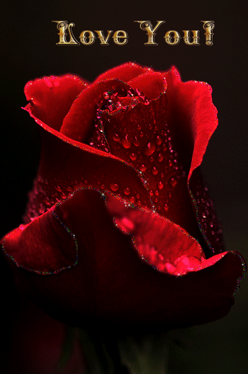 Love You! Red Rose