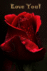 Love You! Red Rose