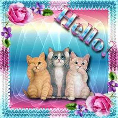 Hello Three Kitties
