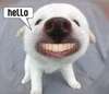 Hello Funny Dog Teeth