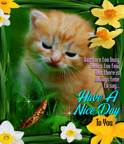 Have a Nice Day To You - Cute Kitten