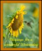 Blessings for a Wonderful Wednesday - Sunflower
