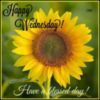Happy Wednesday! Have a blessed day! - Sunflower