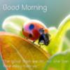 Good Morning - Ladybug