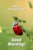 Good morning! Have a Beautiful Day! - Ladybug
