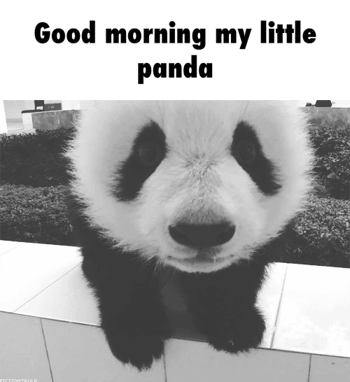 Good Morning My Little Panda