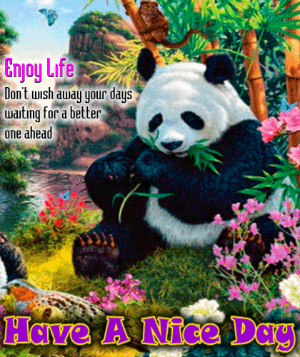 Have a Nice Day. Enjoy life - Panda