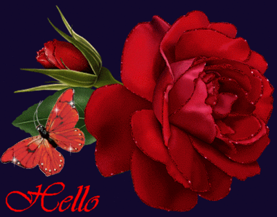 Hello Red Rose, red Butterfly