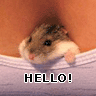 Funny Mouse Hello