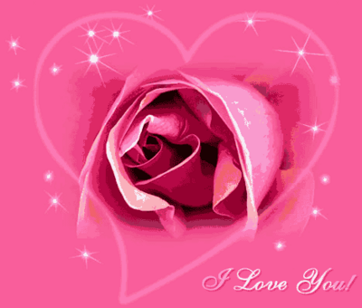 I Love You Pink Rose