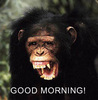 Good Morning monkey
