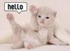 Hello Cat Says