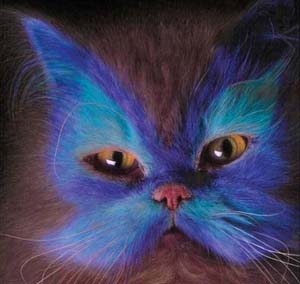 Hello Blue Cat