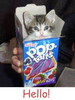 Hello! Kitty In Box Pop Tarts