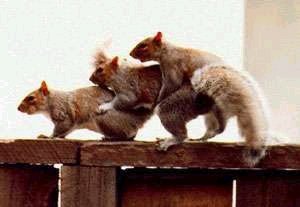 Hot Animals