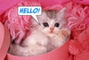 Hello Pinky Cat