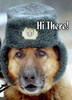 Hi There! Dog Military Hat