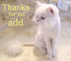 Thanks For The Add Nice Persian Cat