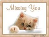 Missing You Kitty