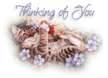 Thinking Of You Cat