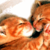 Kiss Cats