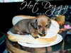 Hot Doggy