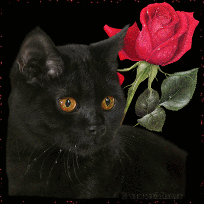 Black Cat With Rose