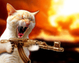 Cat With Machinegun