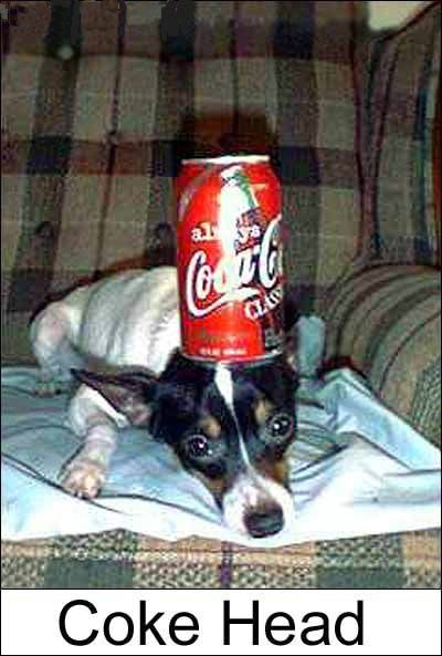 Coke head dog