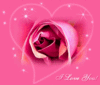 I Love You Pink Rose