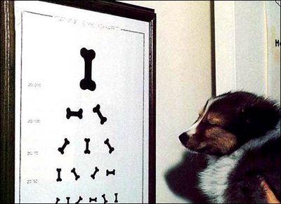 Doggie Eye Chart