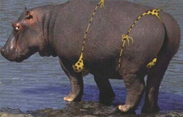 Hippo bikini