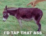 I'd Tap That Ass