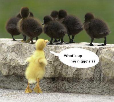 Racist Duck