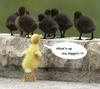 Racist Duck