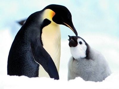 Emperor Penguins