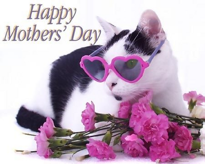 Happy Mother's Day, Cat White, Black, Pink Flowers
